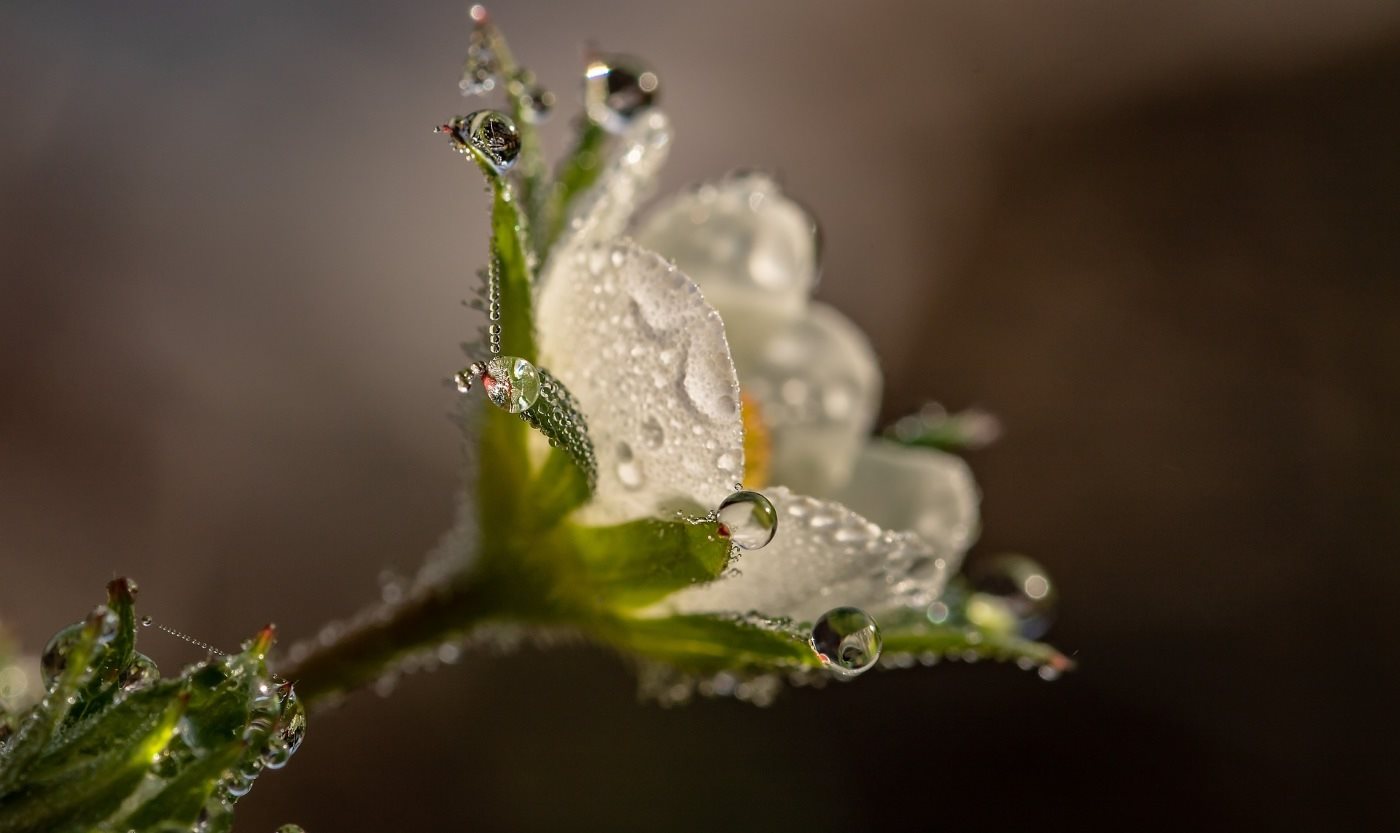 fleur avec gout d'eau